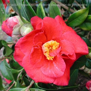 turisriasbaixas's tweet photo. Camelias da #EFAreeiro
#Adolphe #AkashigataLady Clare #AlbaPlena #Albear #Camellia https://t.co/frZASl7iwx