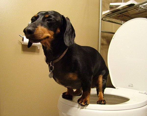 MundoOpi's tweet photo. ¿Cómo hacer que tu perro haga "sus necesidades" donde debe?
https://t.co/8A0ndk0ban https://t.co/iP6dFNt7rO