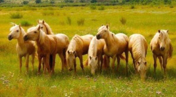 Хэнтий Дэлгэрхаанаас жил бүр наадмаар 8 шарга морьдыг Улаанбаатар руу аваачдаг юм