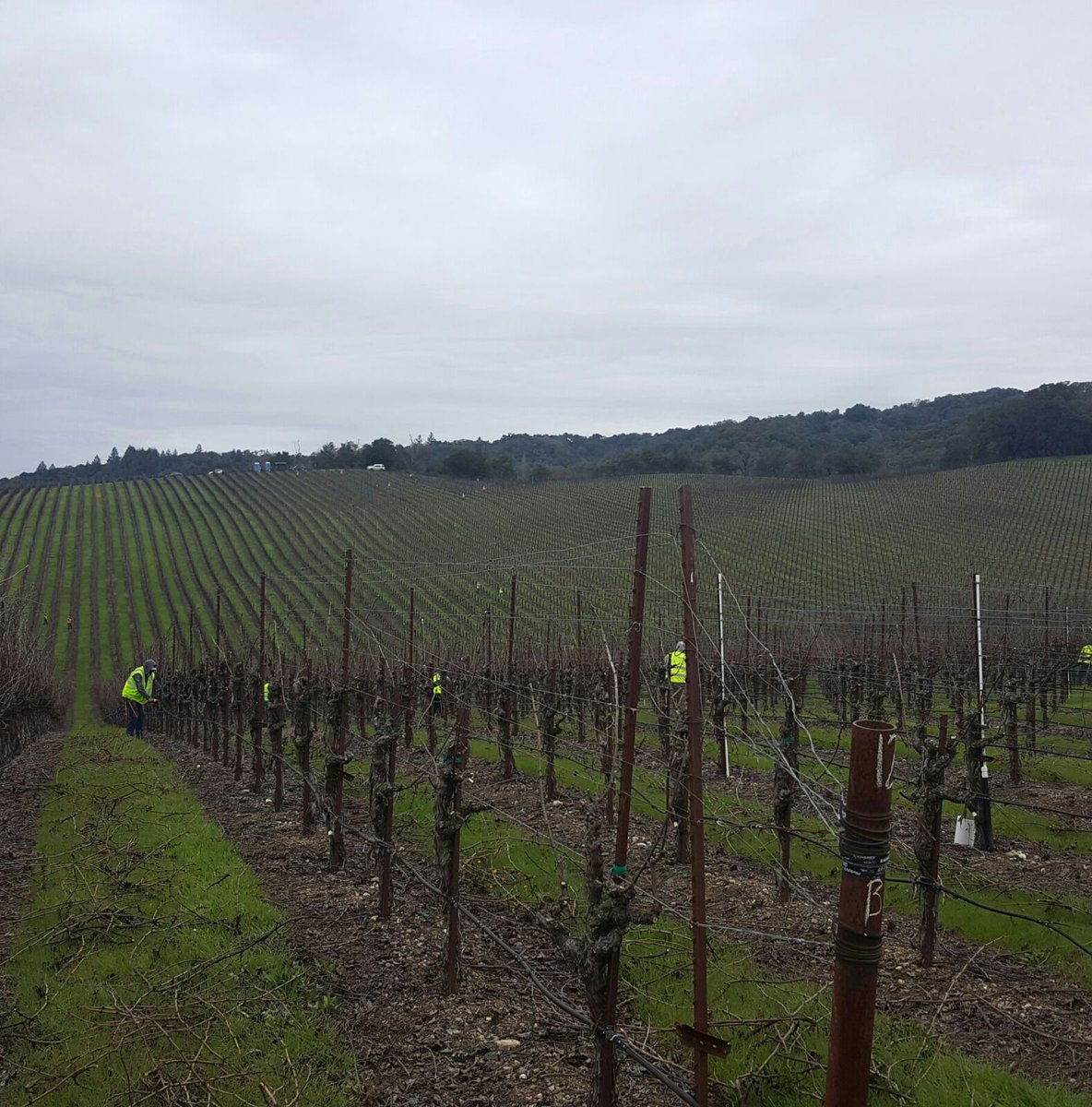 UFWupdates's tweet photo. Shout out to farmworkers in Healdsburg CA pruning the vines that produce the wine we enjoy #Fairness4Farmworkers/ https://t.co/SPShmkwueS