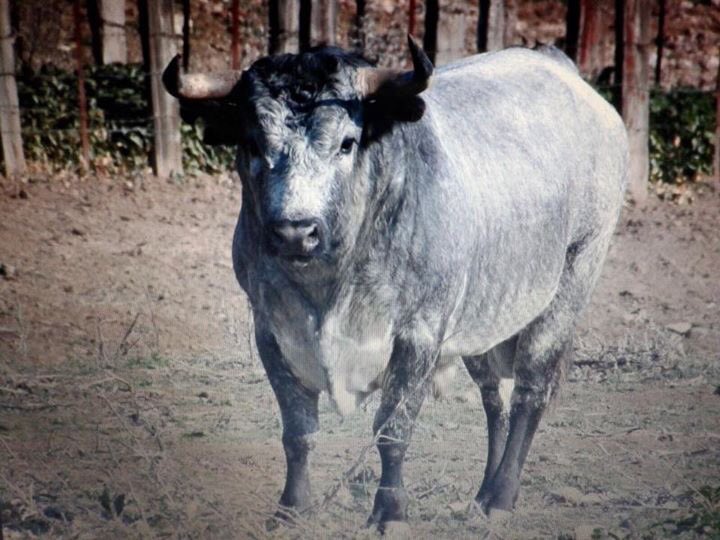 TomasEntero's tweet photo. Ojo a la de Ana Romero, porque la de mañana en Valdemorillo puede ser otra gran tarde de toros! https://t.co/qiwciQsG8R