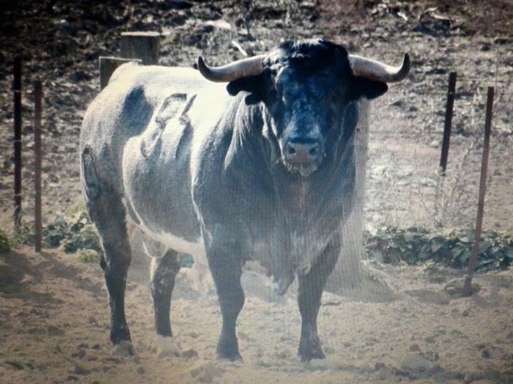 TomasEntero's tweet photo. Ojo a la de Ana Romero, porque la de mañana en Valdemorillo puede ser otra gran tarde de toros! https://t.co/qiwciQsG8R