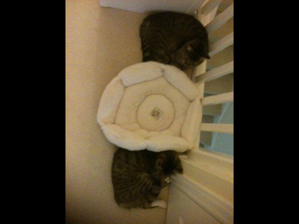 Cat logic !!