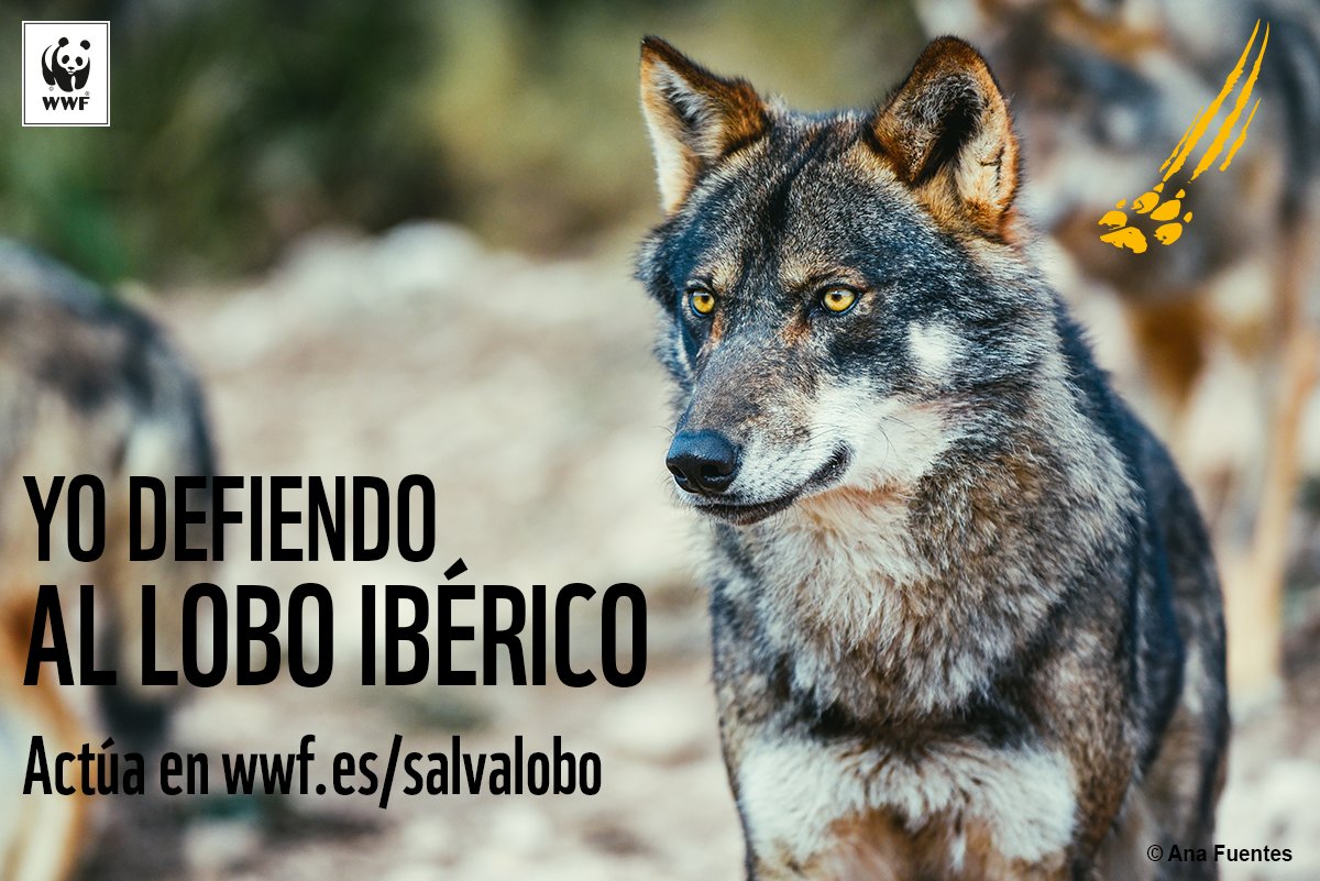 >>>> EL LOBO SOLITARIO <<<< - Página 2 CajbwLtXEAA3oMb