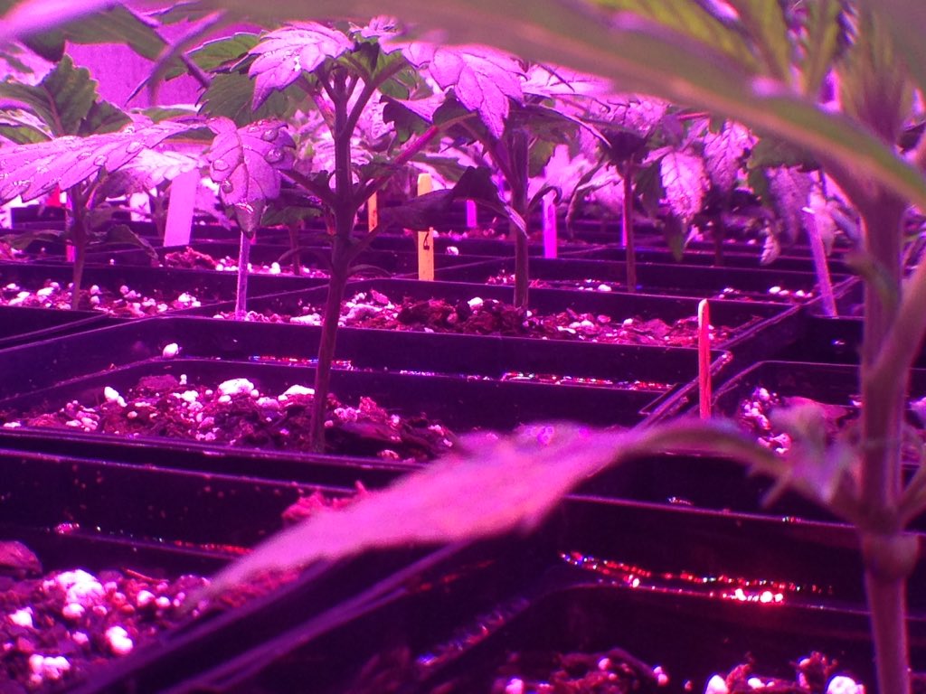GEN129_ORG's tweet photo. #Cannabis has been cultivated for 6000 years for humanity's benefit.That is an unparalleled safety record. #truth https://t.co/5TNa0JbMxJ
