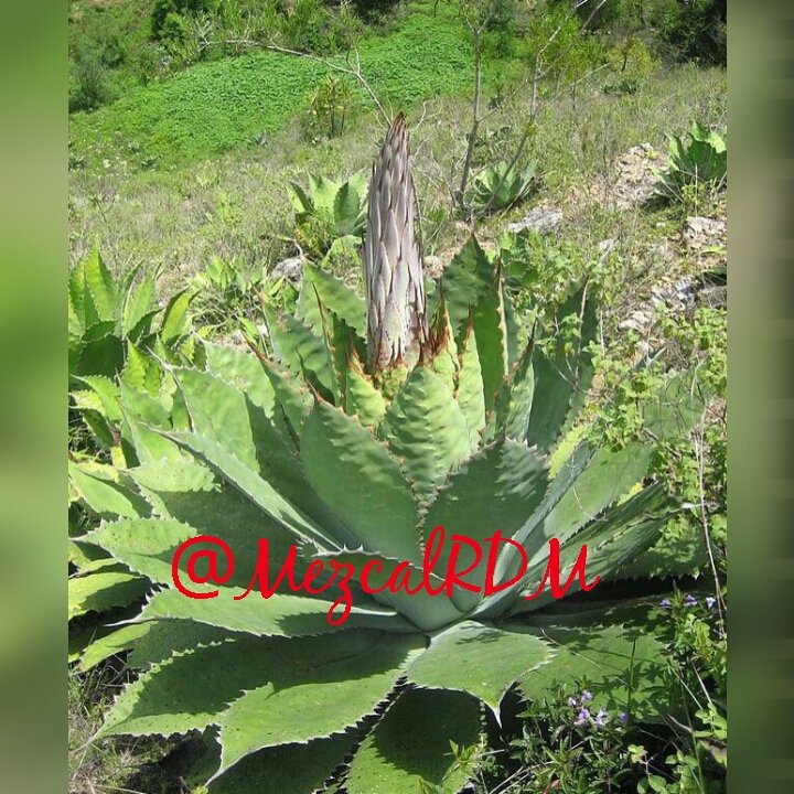 MezcalRDM's tweet photo. El #MagueyTobalá es uno de los #favorite Del #Reyde Matatlán #FelizSabado #Mexicocampeon #Oaxaca https://t.co/EADHhBDyAt