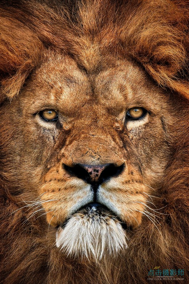 WilliamGalvin3's tweet photo. Eye of the tiger? Chillin' before Sunday's 4 hour turbo #gohardertogofurther #nojunkmiles #2.4-112-26.2=GladiatorIM https://t.co/PpWVlH4PnI