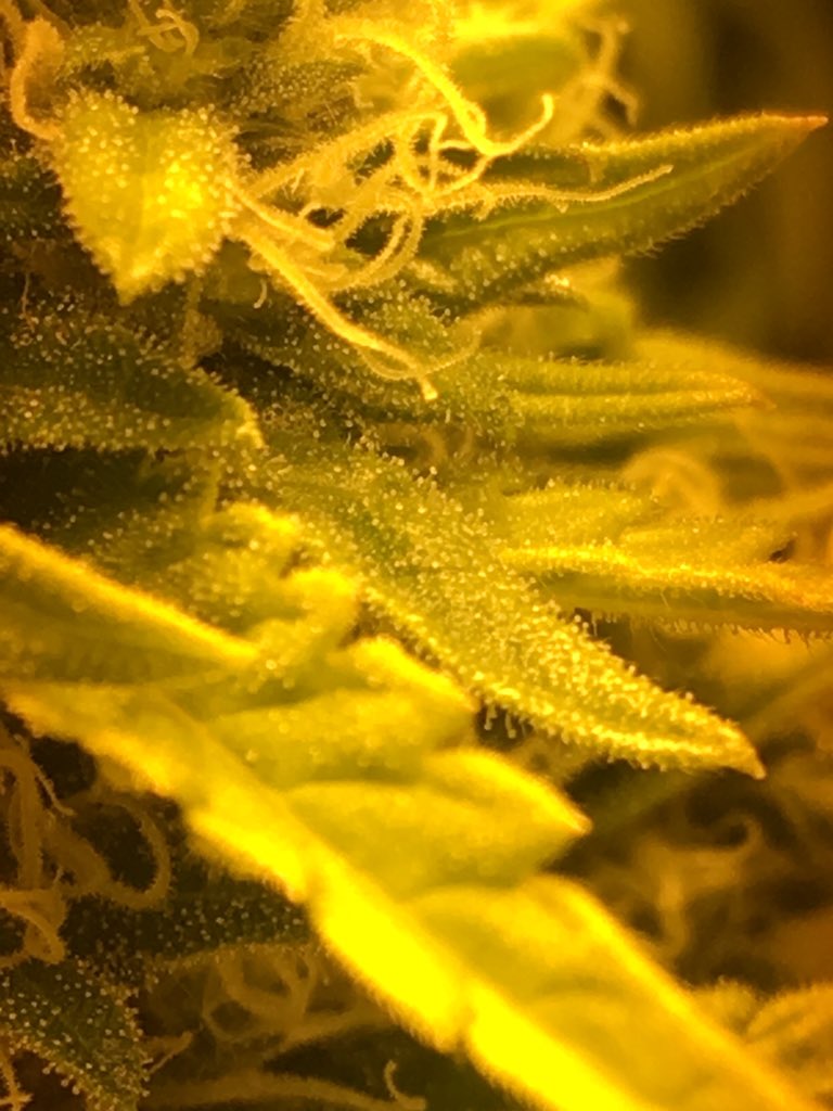 DhopeMeds's tweet photo. Trichomes. #Dhope #cannabis #rhodehighland #marijuana #CannabisCup #PotPorn https://t.co/IA1IMHYxCe