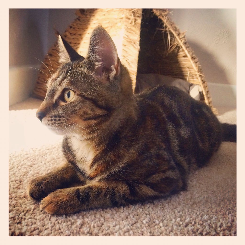 tashjames73's tweet photo. #daydreaming #tabbycat #sunshine #brighteyes https://t.co/zEVX5Vkeu8