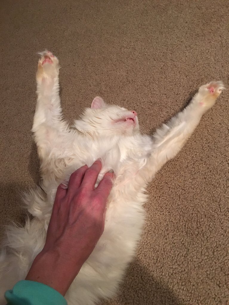 ItsMeDeaner's tweet photo. Scritches... aaaaahhhh https://t.co/wXy96YUoQz