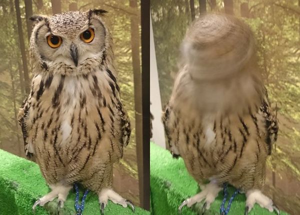 ট ইট র 正多面体クラブ フクロウの首が高速回転 T Co 6jv8ugfqnz 胴体は微動だにしていないのに 首だけが回るのは フクロウは眼球を動かすことが出来ない 代わりに首が270度も回るんです T Co Wkjgzudows ট ইট র 正多面体クラブ フクロウの首が高速回転 T Co 6jv8ugfqnz 胴体は微動だにしていないのに 首だけが回るのは フクロウは眼球を動かすことが出来ない 代わりに首が270度も回るんです T Co Wkjgzudows
