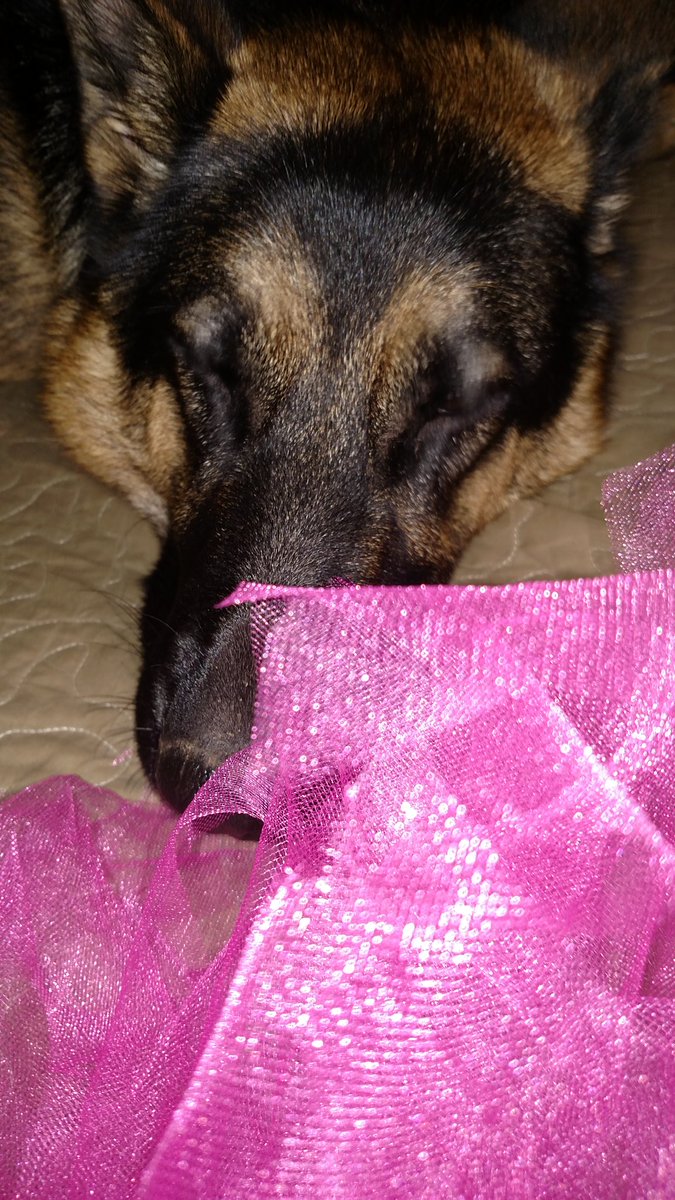 SallyMoore1234's tweet photo. Maybe I should make #Ripley a #Tutu #GSD #Puppiesoftwitter. #ImCreating https://t.co/wLGrsb9vXG