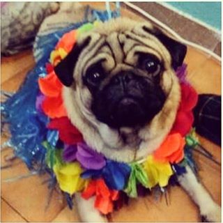 Joy_PhotoCam's tweet photo. CarnavaaaL🎉🎉🎉🎊🎊🎊🎭 #pug #carnaval #disfraz #hawai #charlio https://t.co/QiP0rLWEJz https://t.co/Vlw1IC71iD