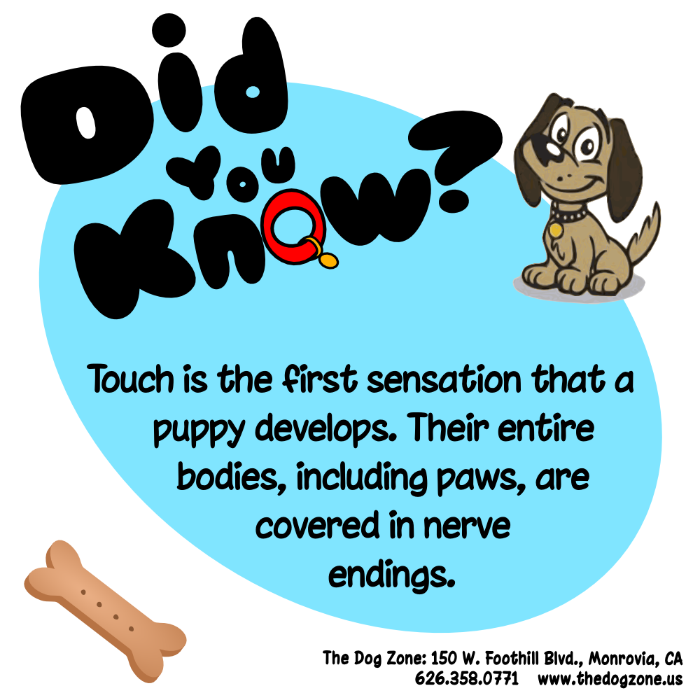 TheDogZone's tweet photo. Puppy stuff. https://t.co/Y1gKDWTf9K