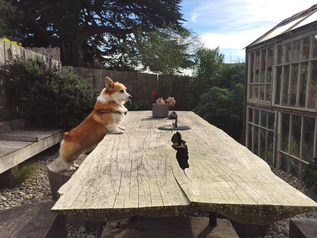 itazurayuki's tweet photo. I hereby invoke all doggies to always be given treats #TheCorgiHasSpoken https://t.co/k6KeIe1KiR