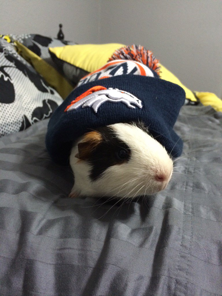 DannySimonSays's tweet photo. The world's tiniest @Broncos fan is PUMPED for the Super Bowl tomorrow! https://t.co/lhkdiRGR50