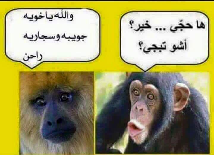 abnalram's tweet photo. حال #داعش والمناصرين #الرمادي #الرمادي_مقبرة_الأعادي https://t.co/MwQ37aR6TM