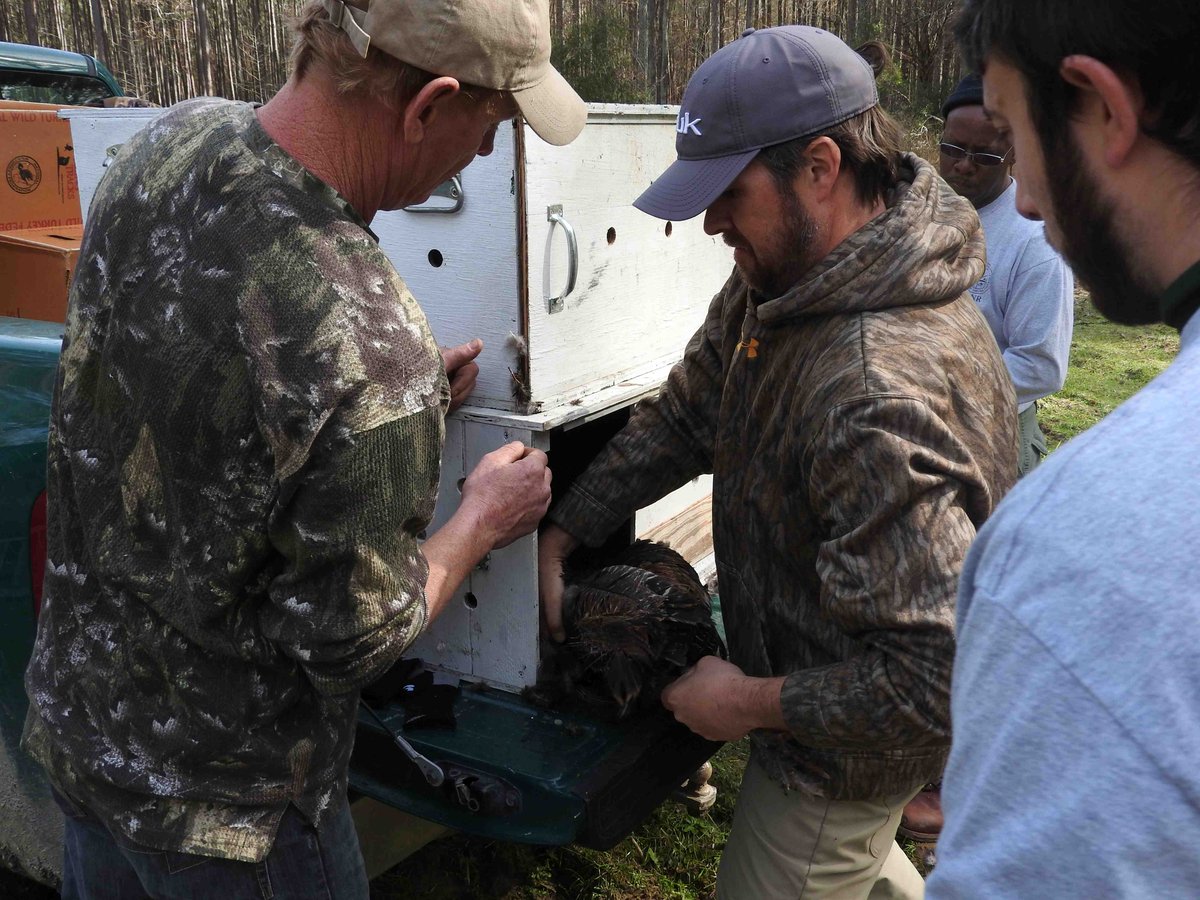 DrShortSpur's tweet photo. @Birddog_jay from @SCDNR pulling a turkey out of a hold box for processing on the SC Webb Center WMA https://t.co/P9WsPHM4US