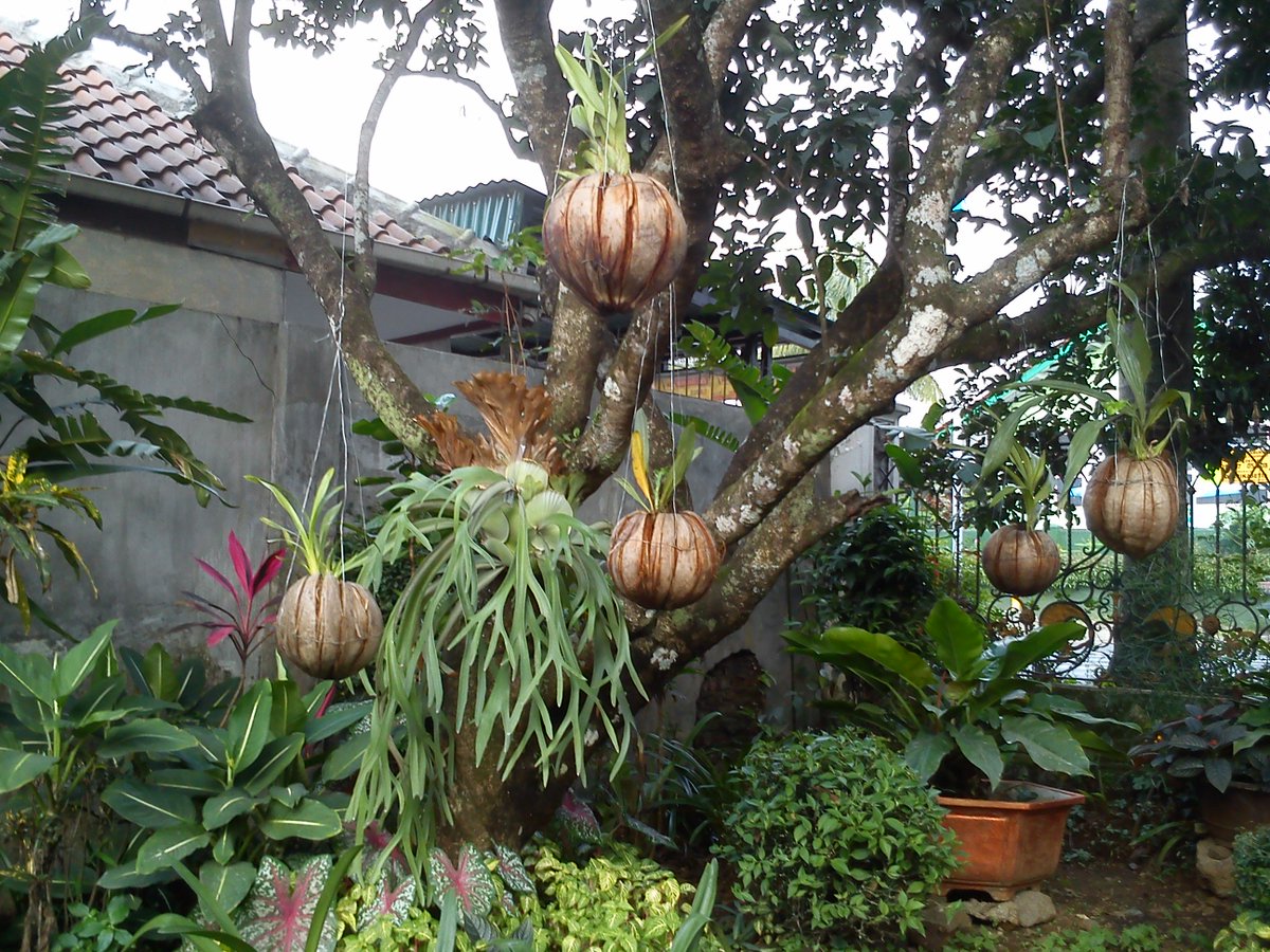 WKeboen's tweet photo. Makan sambil diajarin wisata berkebun kyk tanaman hias yang digantung kyk gini... cuma ada di @WKeboen https://t.co/TbOg6ERXQb