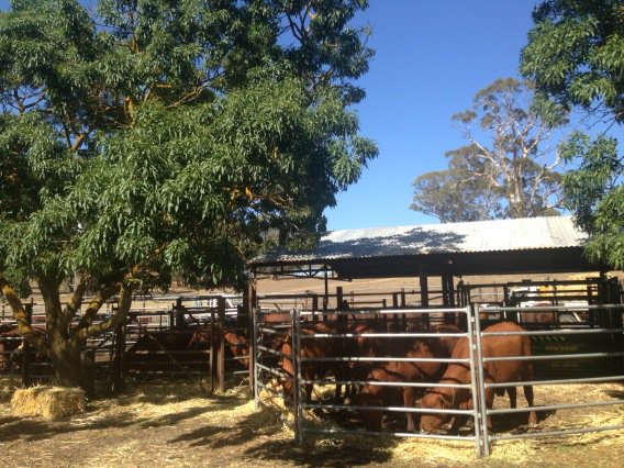 cmillerSJ's tweet photo. Great display at Seymour Vale Santa Gertrudis, Tungkillo #bfd2015 @SABeef @stockjournal Day 1 https://t.co/7I6bN6uwN2