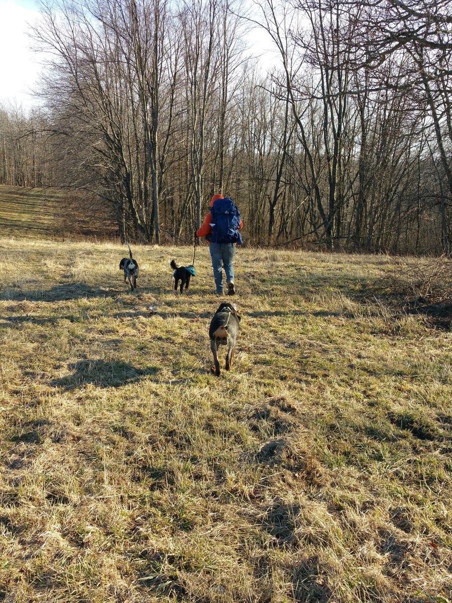 lovetohike2015's tweet image. Good day for a hike #gregorybackpack #ruffwear #hikingwithdogs #hiking #optoutside