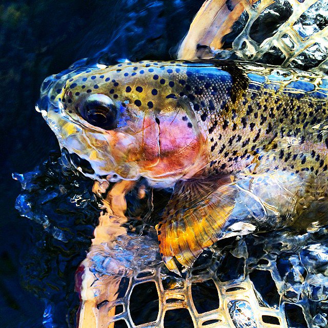 Stillwater Fly Shop tweet media