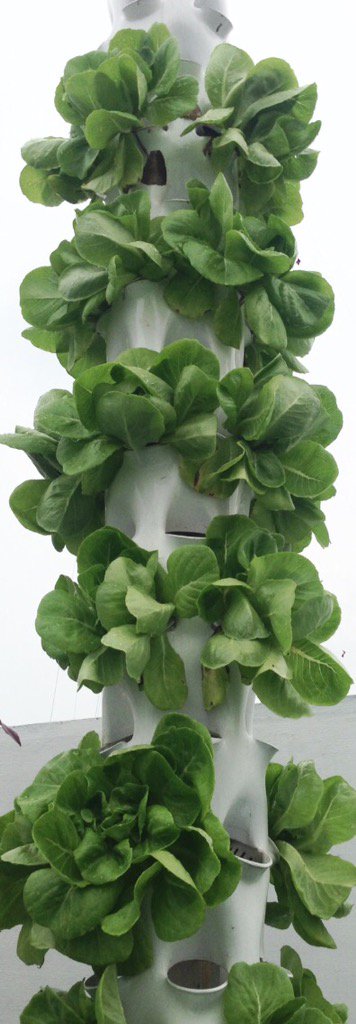 Jayxius's tweet photo. Butterhead lettuce in growing tower #growingtower #ChineseNewYear #rooftopfarm #ue#rbanfarm #mariberkebun #infonesia https://t.co/57APD1RTMs