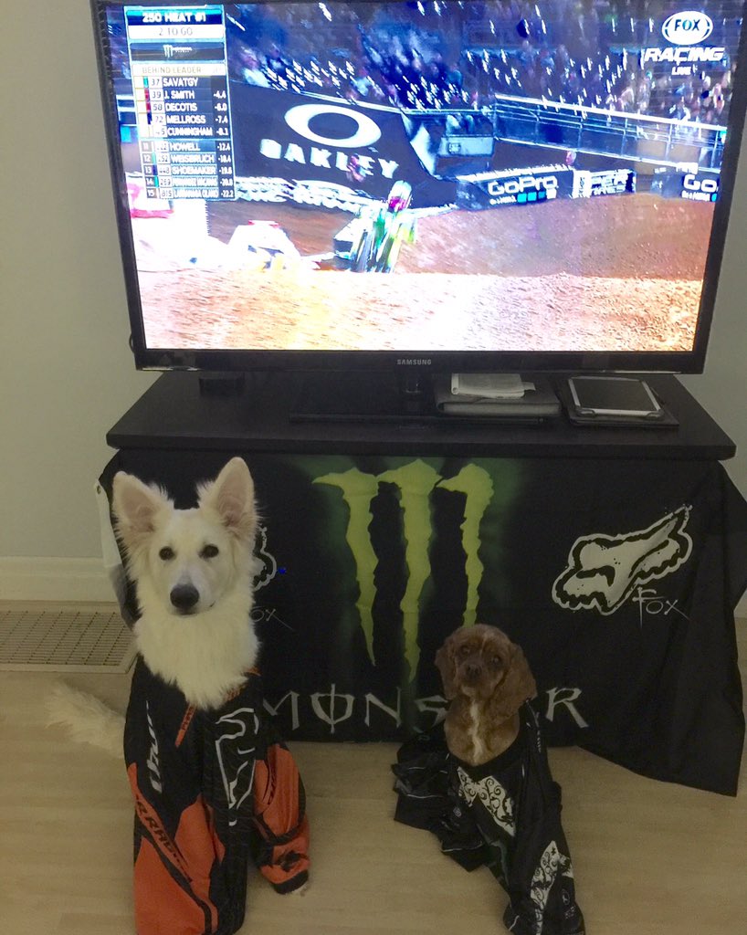 kayleighgatt's tweet photo. The dogs love their jerseys!! Go Dungey! #SXonFOX #SupercrossLIVE #godungey https://t.co/6EOTyZcdLo