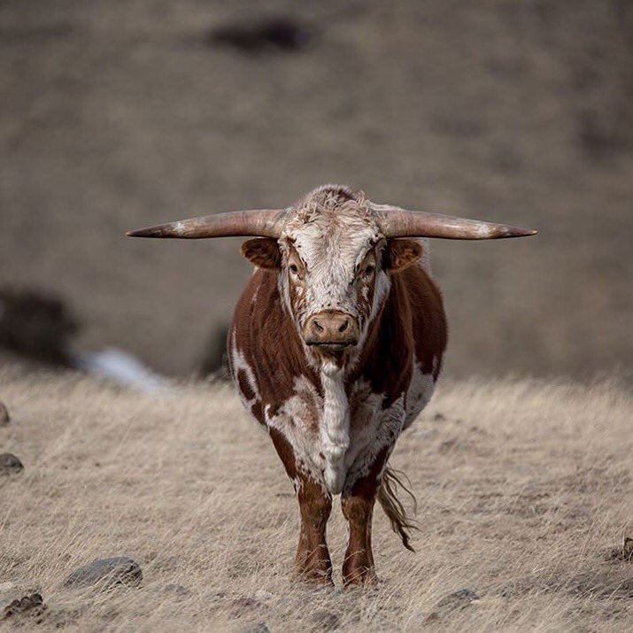 BigSkyBrewing's tweet photo. #slowelk π· chris douglas photo https://t.co/C69vzEVCY2