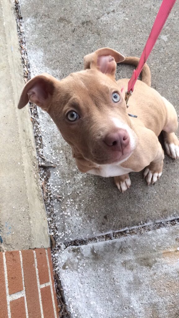 pitbulIpics's tweet photo. those eyes 😍 https://t.co/nEtxwFO8VN
