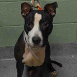 southernpride50's tweet photo. TO DIE 2/7/16. #NYC. NH. 

LAZARUS – A1064433 https://t.co/rdWAUkYxXR https://t.co/mnPBuIv1tW