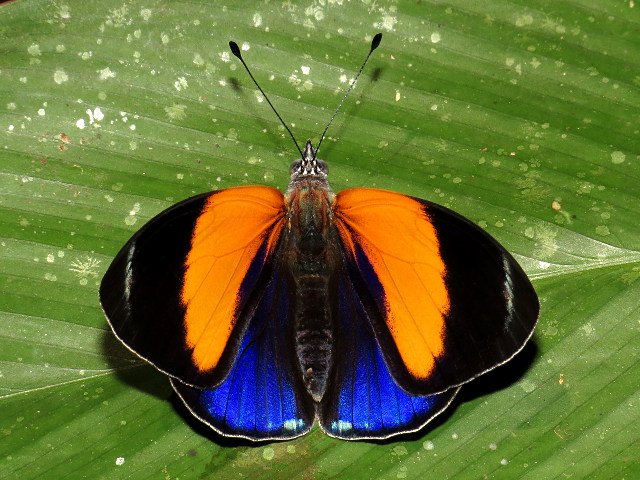 MariposaBT's tweet photo. After several days without internet, some more #BugOfTheDay shots from Ecuador. This one is Asterope markii - WOW! https://t.co/sxsT2hWrHj