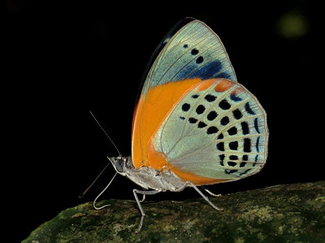 MariposaBT's tweet photo. After several days without internet, some more #BugOfTheDay shots from Ecuador. This one is Asterope markii - WOW! https://t.co/sxsT2hWrHj