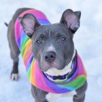 southernpride50's tweet photo. TO DIE 2/7/16. #NYC. 

ICY – A1063830 https://t.co/LbZFBa9ghq https://t.co/dtFoEe2Ceq