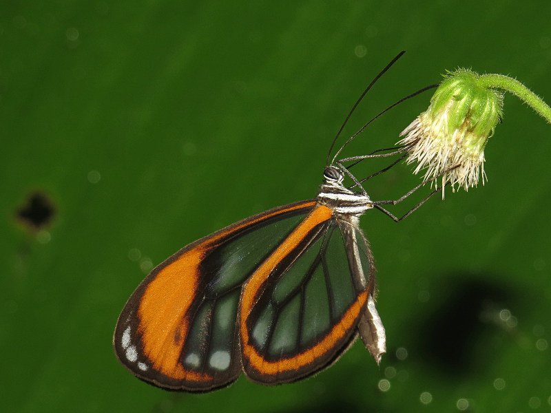 MariposaBT's tweet photo. A very productive flower patch at Arajuno produced this pretty Hypoleria sarepta cidonia for Day 8's #BugOfTheDay. https://t.co/HdhPfLSfiA