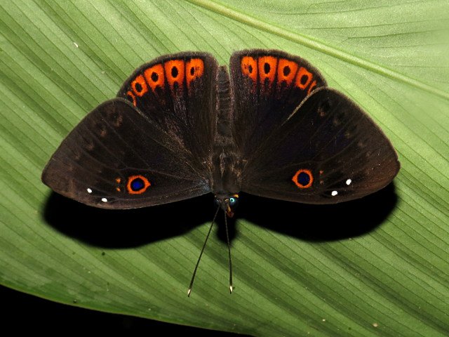 MariposaBT's tweet photo. Finally (for now!) the stunning Eurybia jemima as a last #BugOfTheDay from Arajuno - back to the Tena area tomorrow! https://t.co/qF8RVOUqjA