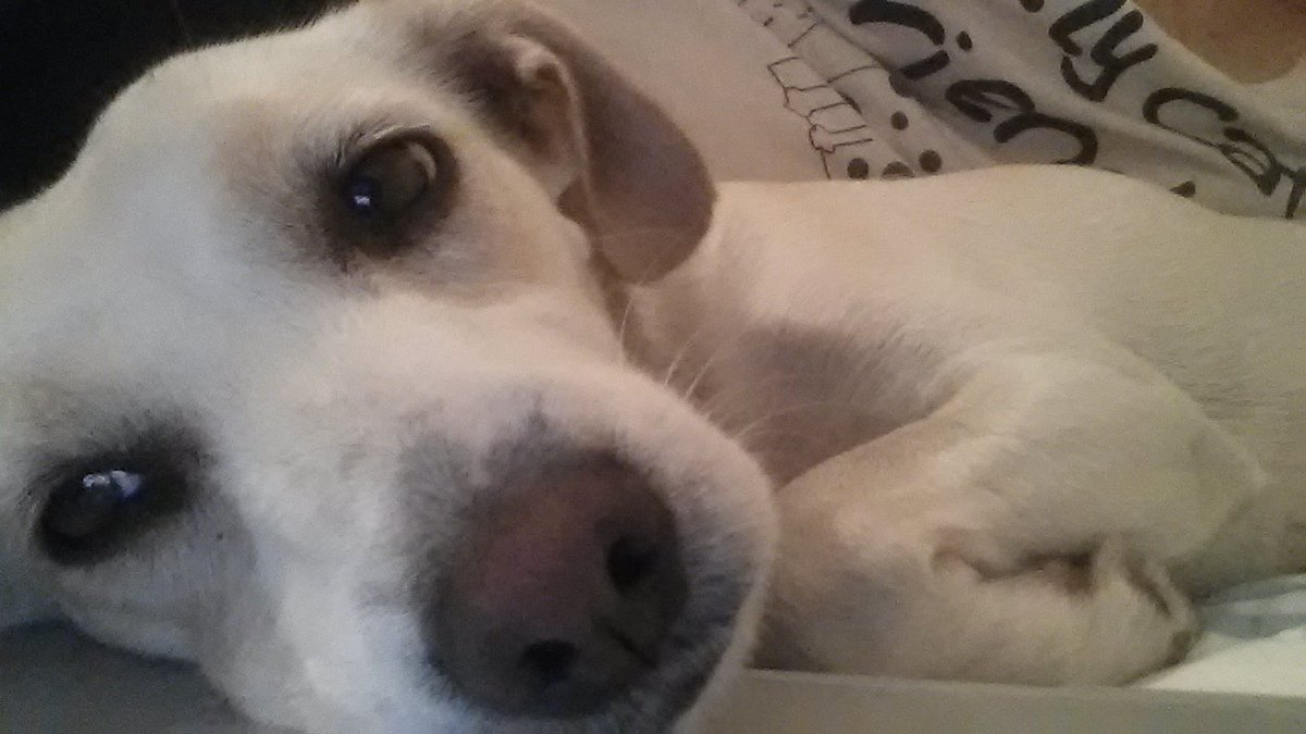 _semifusa's tweet photo. Lo bonito de la vida en una mirada. Parece tan simple, pero no lo es 💗💖🐶

#perros #Quichi https://t.co/p23t1Icuum