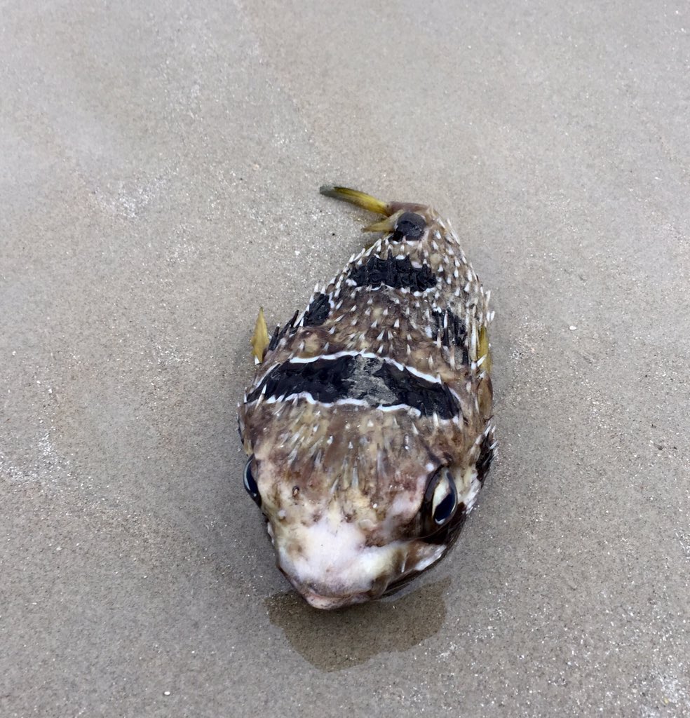 EGulc's tweet photo. Sad to see this fish washed ashore on a stunning Thai beach. Looks like a puffer fish..Mr Fish might know? @adamrsc https://t.co/NTnO17YlGR