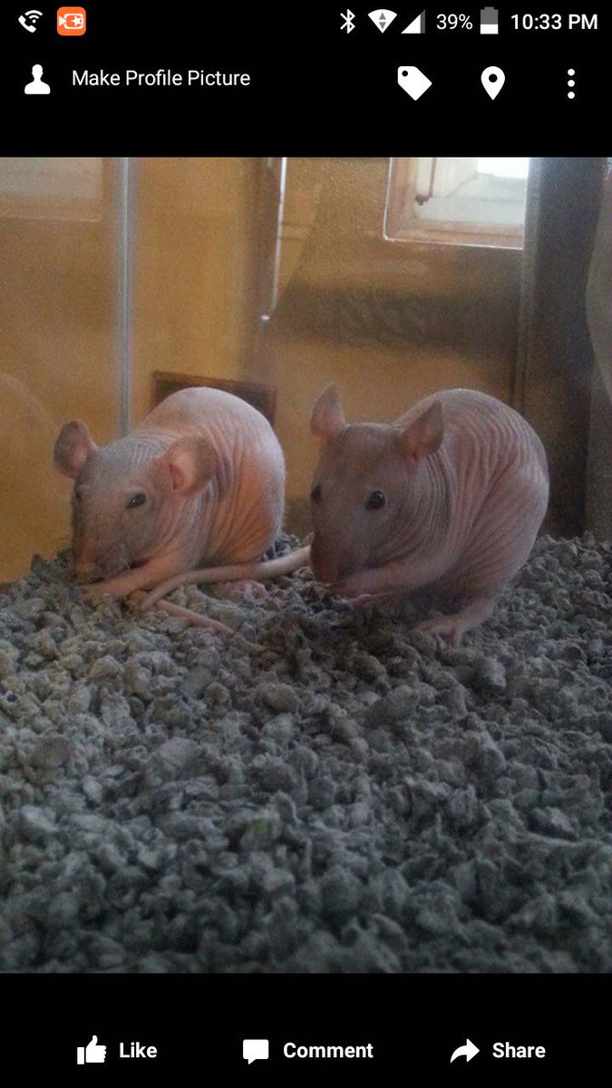 ShaneBattering's tweet photo. My rats died :-( #sad https://t.co/XvU1Wlr0Zx