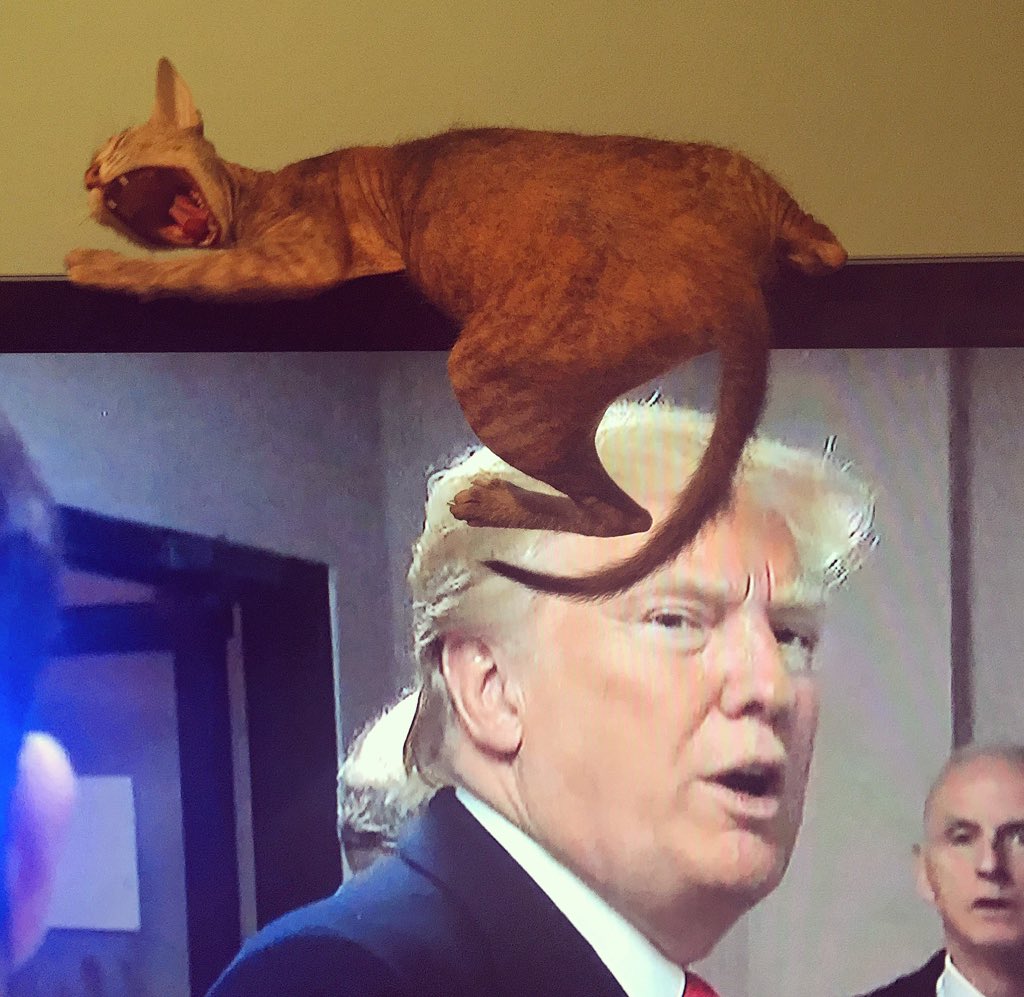 That time Trump's hair came to life &amp; attempted to leave his body