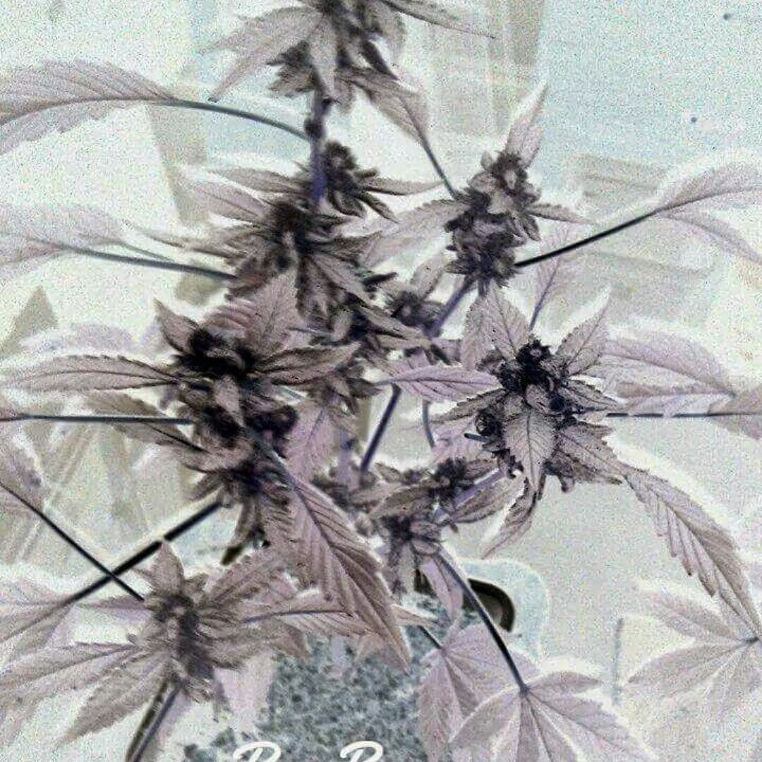 Rb1Bailey's tweet image. @vibinvibes look through the negative and you'll see the positive #RayBo