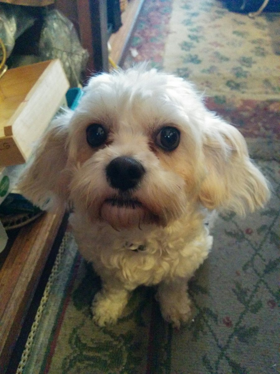 ontimesocial's tweet photo. Cute dog from one of my clients. Meet Lily. #dog #dogsoftwitter #cute #girl #pup #innocent #lily #ontimesocial https://t.co/E1MB8t7x6v