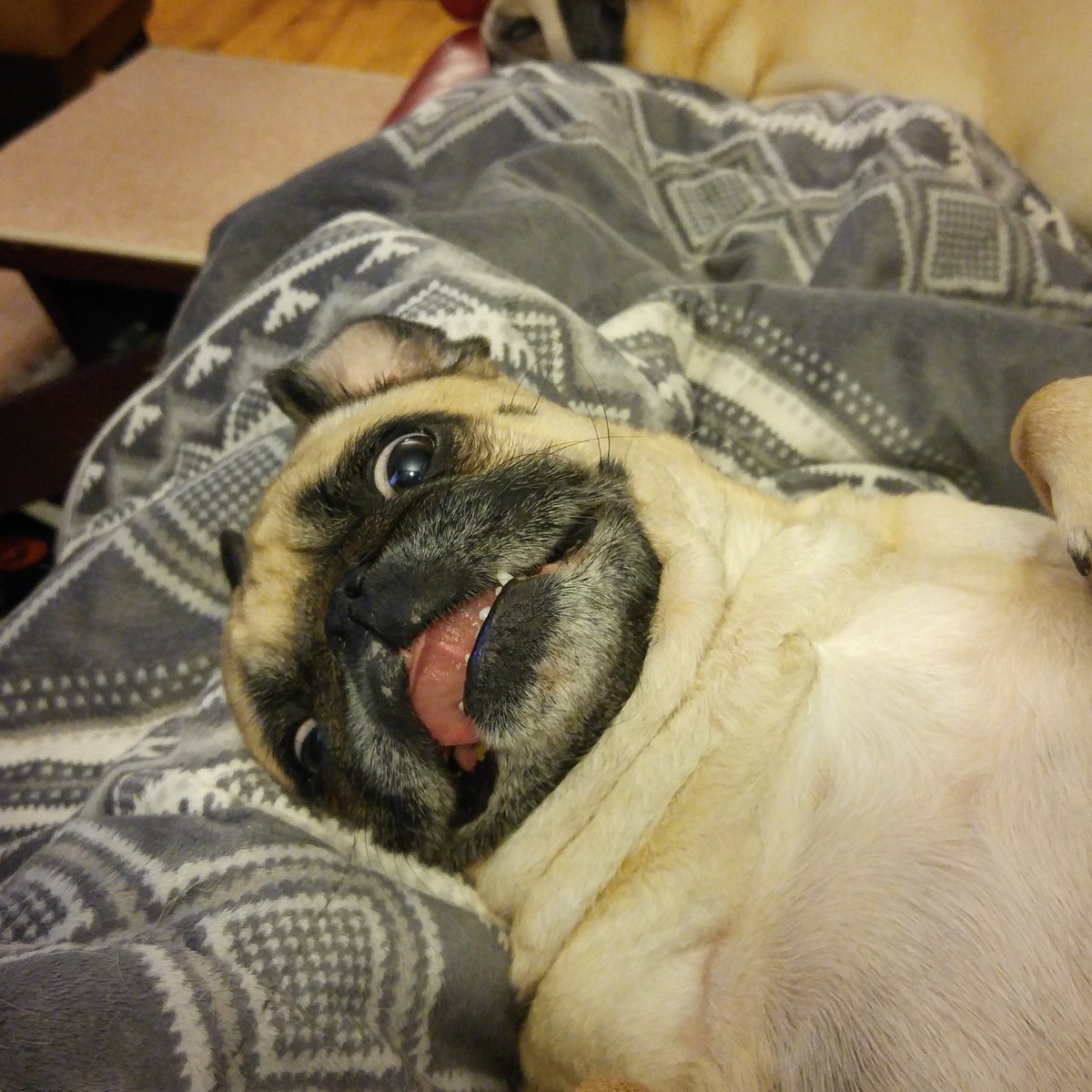 funaek's tweet photo. Sometimes I think Rosy's an alien sent to spy on me &amp; watch my every move for unknown reasons #alienpug https://t.co/cvMa0xxTuE
