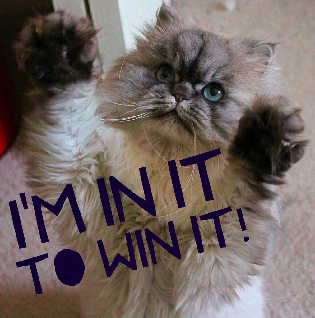 DinaJ's tweet photo. My cat is cheering me on! 🤑 🎉🍀#EsuranceSweepstakes @esurance https://t.co/vPyjw6ItlB