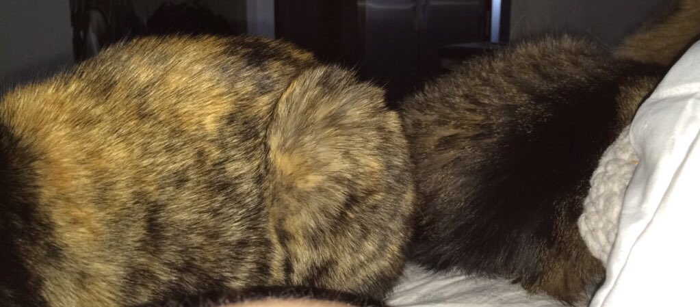 LunaCatx's tweet photo. Cuddling #meow #OKCatGSW #luna https://t.co/p2mDMk7cyO