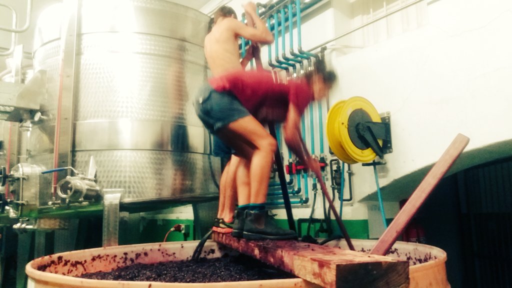 PiaCarstens's tweet photo. 6H00 punchdown finished - sleeping until the 10H00 punchdown @ElsenburgWine @PinotageBot #punchdowns #pumpovers https://t.co/RG5he9DsQe