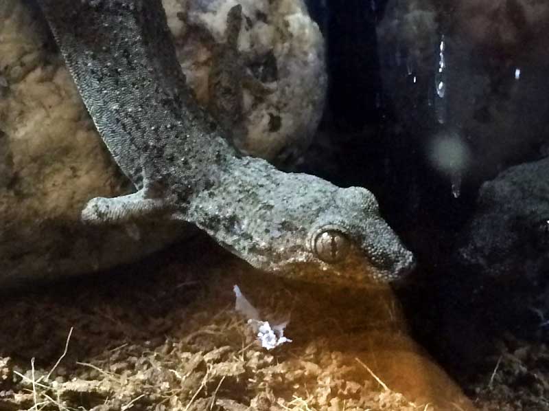 今日のニホンヤモリ 上野動物園 ※夜行性ヤモリの瞳孔が縦に細長いのはよく知られています。 | 東京ズーネット[公式] | Scoopnest