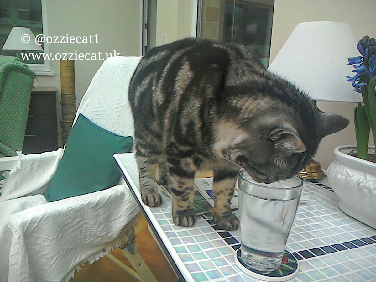 ozziecat1's tweet photo. No box again #catboxsunday but I Spy a glass of water..check no ones Looking..Very Tasty..MOL 😸 Have a good day Pals https://t.co/hjirKIDxpk
