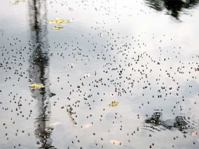 EconomicTimes's tweet image. India's #biotech moment: A made-in-India #Zika vaccine ow.ly/Y2oZy