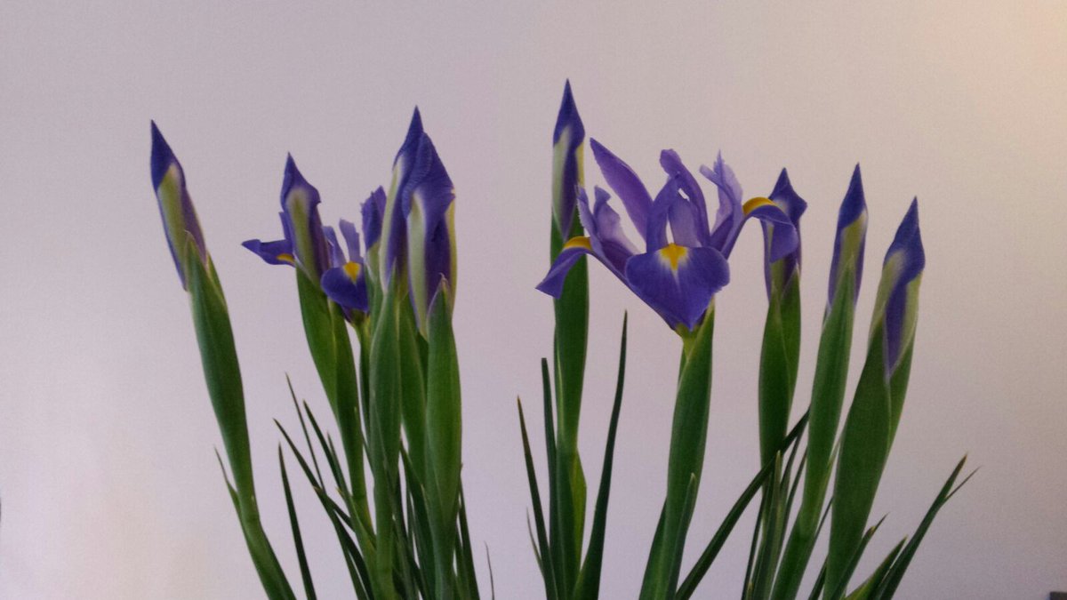 #iris #flowers #Chopin <a href="/Worldbreeding/">World Flower</a>